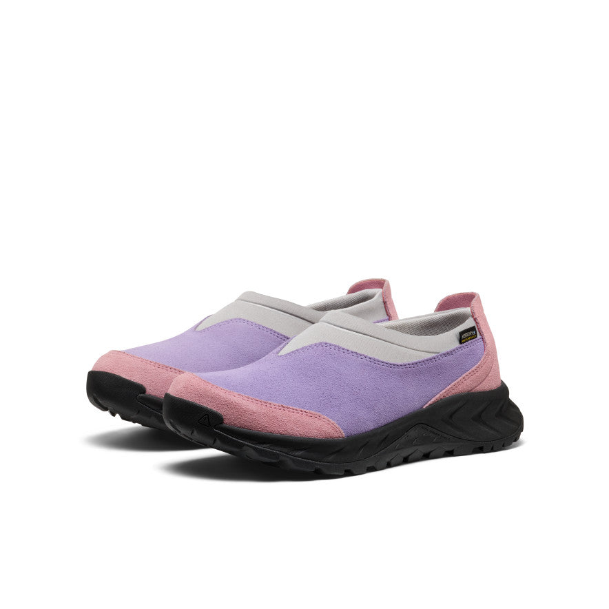 Aster Purple/Lilas