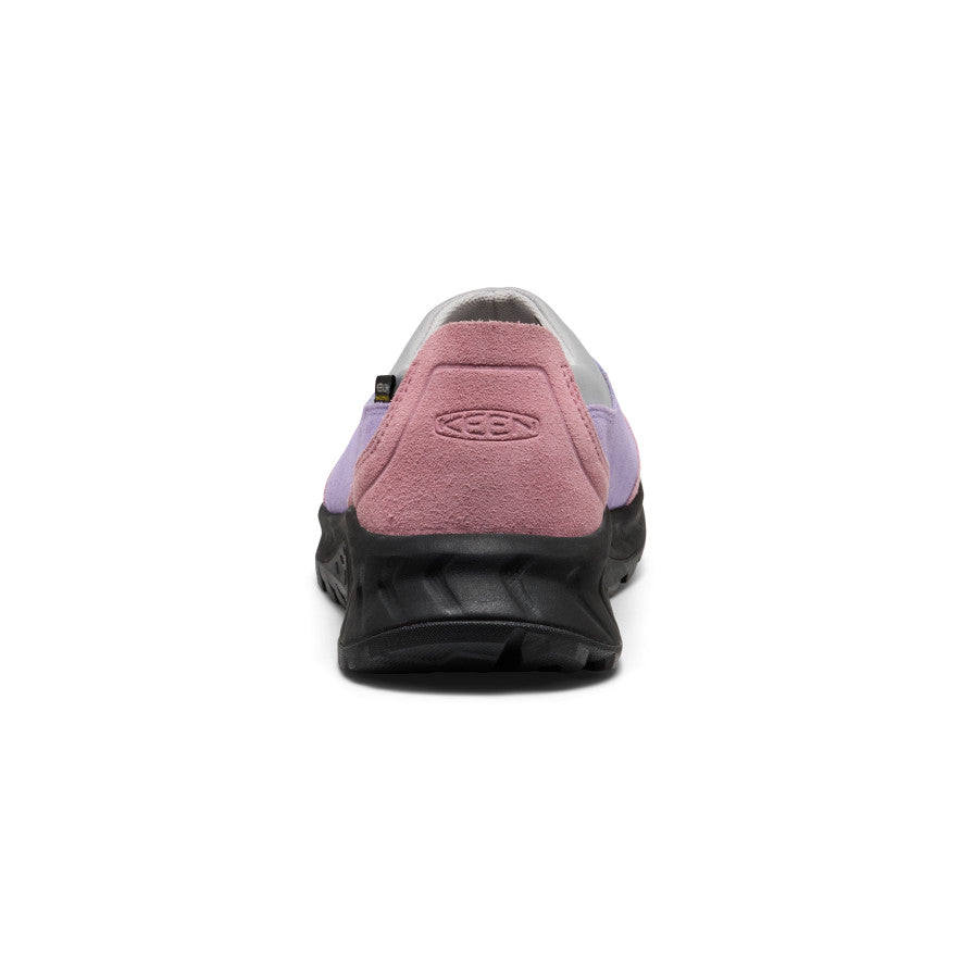 Aster Purple/Lilas