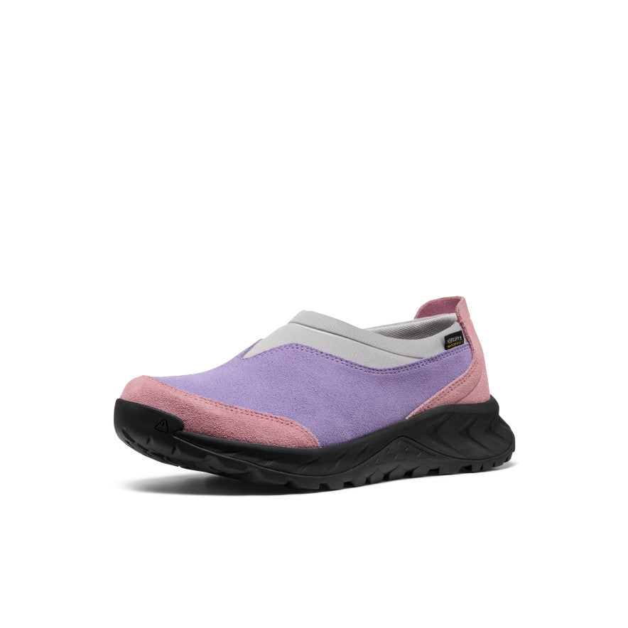 Aster Purple/Lilas